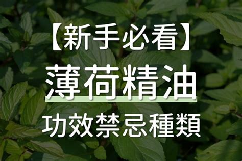 尤加利精油禁忌|【新手必看】一次搞懂5種尤加利精油禁忌、9大超實用。